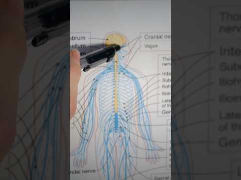 Explaining Motor Nerves (ASMR)