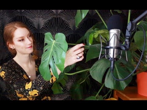 ASMR 🌱 Dusting / Cleaning plants 🍃 Soft spoken