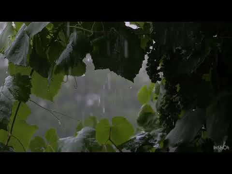 Rainforest Rain Sounds for Sleeping or Studying - Very Relaxing Rainstorm