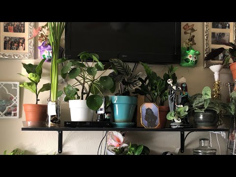 asmr! quick plant tour 🌱 with whispers