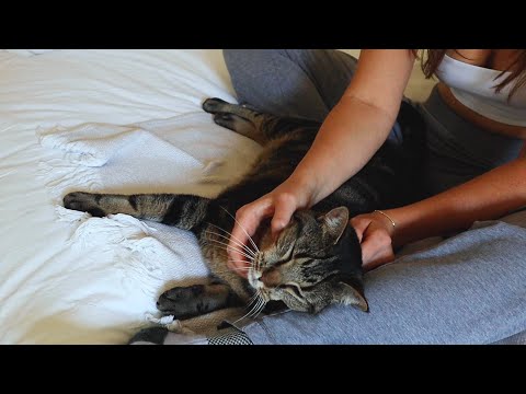 ASMR kitty with huge personality - brushing, purring, massage 😅🥹 (whisper)