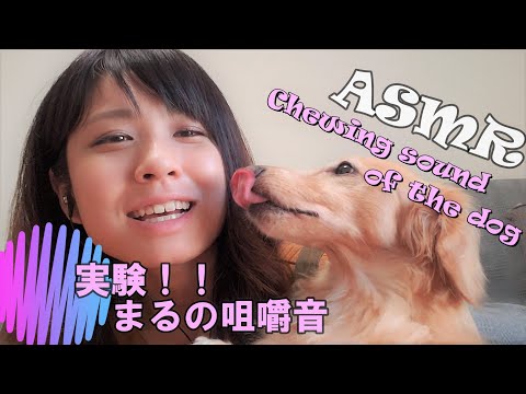 【ASMR】実験！！まるの咀嚼音　ワンちゃんnoパクパク♡　Chewing sound of dog