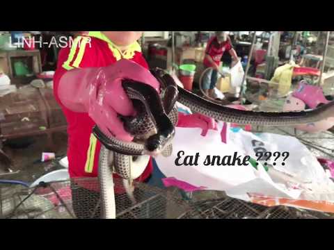 Chợ rắn - Snake , speacialty food Of Viet Nam | LINH-ASMR