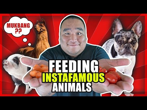 ASMR | Feeding InstaFamous Animals