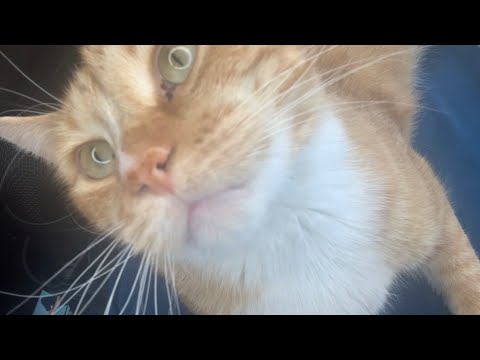 Axl the Cat and I Give You ASMR: Purring, Petting, Tapping, Mic Muffling (No Talking 🤐)