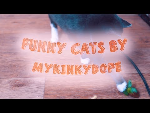 Not ASMR 😊 Funny cats playing  with strawberries 🍓 by My Kinky Dope