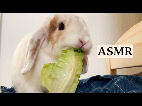 ASMR Rabbit Eating Crunchy Vegetables 🐰 Eating Sounds