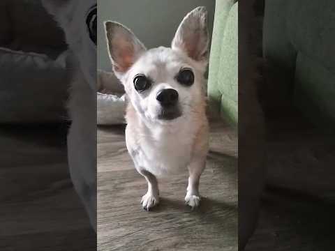 CHIHUAHUA ???