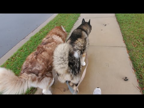 ASMR | Walking the Dogs (Nature Sounds)