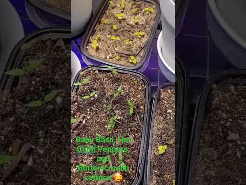 Indoor Gardening - Baby Plants 🪴 😍