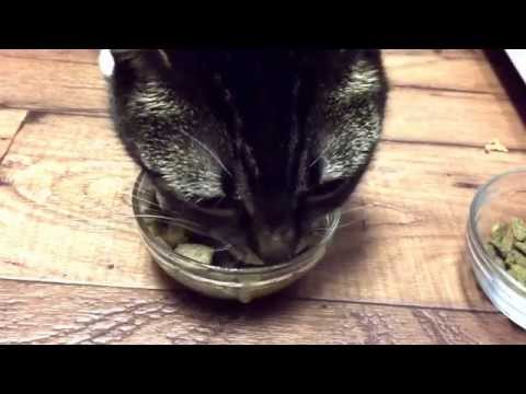 Cat Eating Wet Food 2
