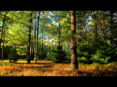 (3D binaural sound) Asmr walking through the forest/peeling tree bark