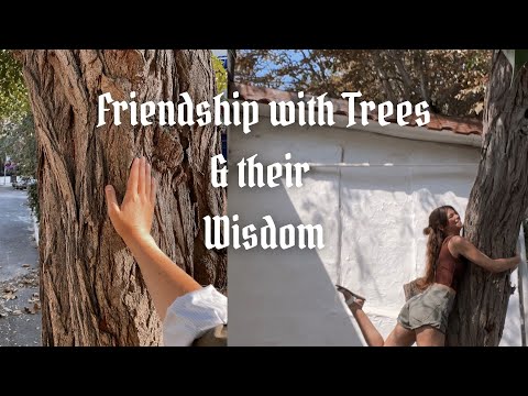 Being friends with a tree & Sycamore wisdom