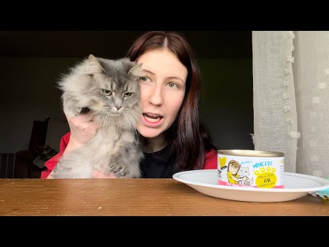 ASMR with CATS 🐱 || Fluffy cats eat!