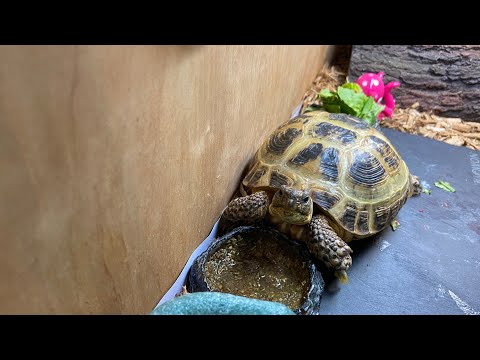Asmr my turtles care and feeding routine ( voice over/close up whispering)