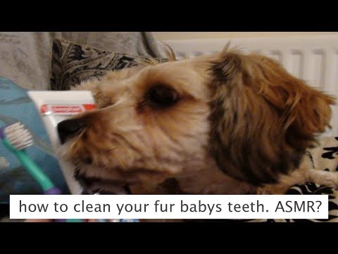 How to clean a dogs teeth! ASMR?
