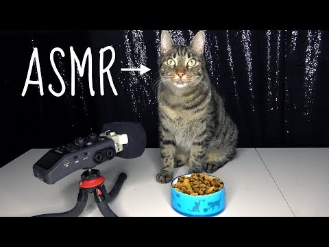 LET MY CAT GIVE YOU ASMR TINGLES!