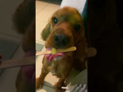Dondurma asmr | Köpeğim Asmr yapıyor🥰