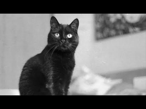 ASMR Cat Purring - no talking -