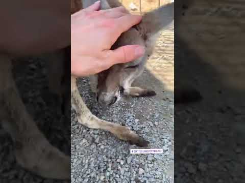 Petting a baby kangaroo 🦘
