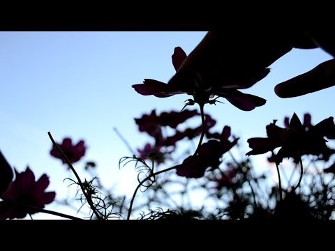 ASMR A Shadow Play with Soundscape for Relaxation & Sleep