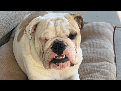 ASMR| Head & body massage in my 7 month old English Bulldog 🐶- whispering