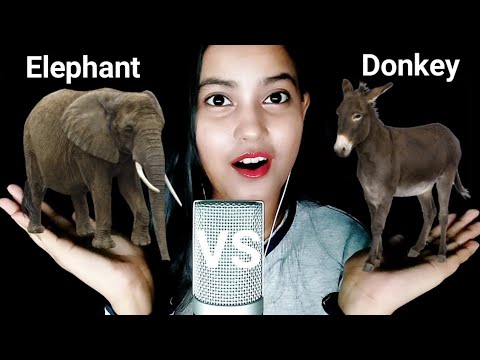 [ASMR] How To Say "Elephant & Donkey" In Different Languages