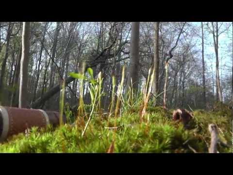 Relaxing Nature Journey & Walkabout #2 (Narrated) - Spring 2012 - Pennsylvania Woodlands