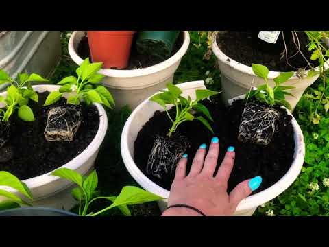 ASMR 🌱 🍅 gardening/planting herbs, peppers, and tomatoes