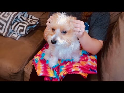ASMR Puppy Massage | Petting, Scratching & Brushing