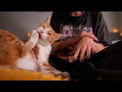 ASMR | My Cats Chilling, Grooming and Purring in the Rain 🌧️