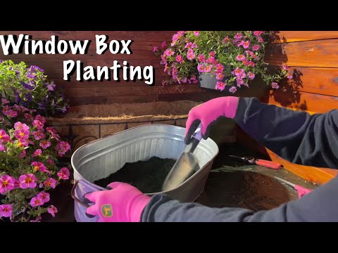 ASMR Window Box Gardening! (Soft Spoken) Trailing Petunias! Planting flowers.