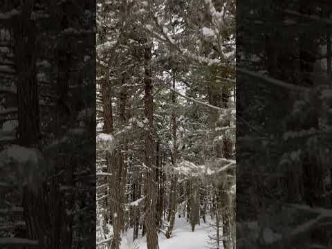 ❄️ ASMR Snow Sounds ❄️ Walking through a remote forest in Alaska during the Winter! #asmr  #forest