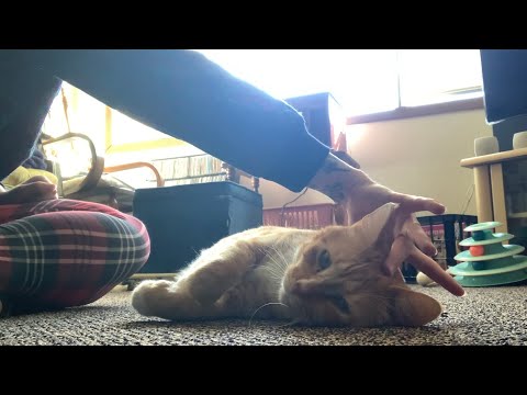 Axl the Cat Lo-Fi ASMR | Petting, Tracing, Hand Movements | No Talking