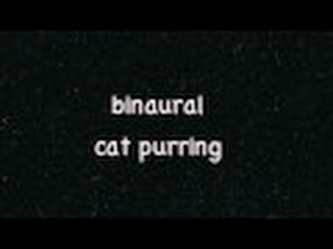 ASMR: binaural cat purring *10min*