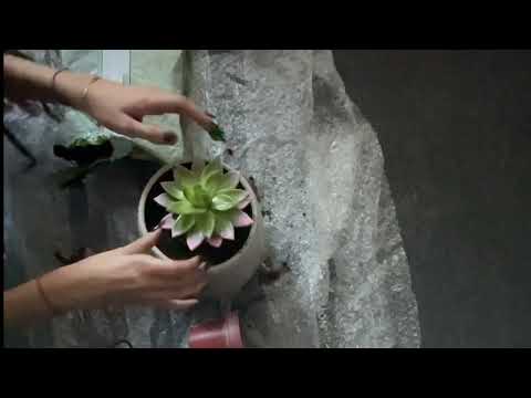 re-potting a plant 🪴 asmr ~ tapping&crinkle sounds