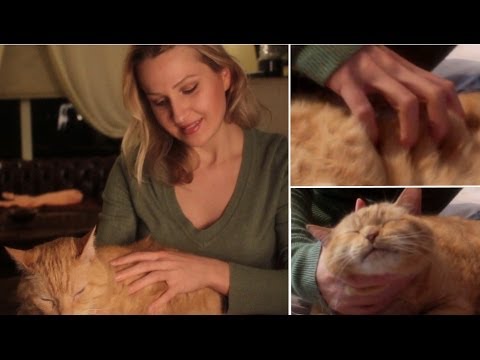 (◣ .◢) CAT MASSAGE ASMR: Binaural whispering and soft speaking for RELAXATION and sleep