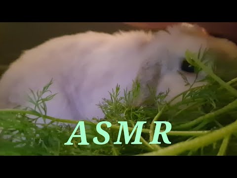 bunny dill mukbang asmr