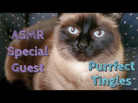 ASMR - ASMR On My Cat - 11 Mins. Of Purrfect Tingles