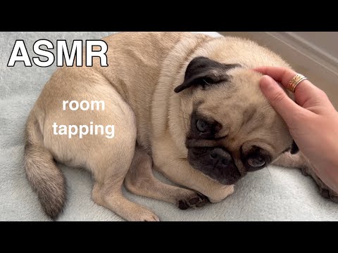 ASMR ~ Tapping Around My Room! (ft. pug :D)