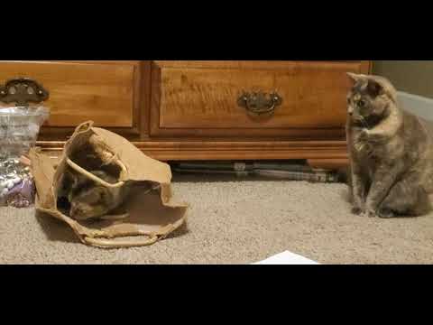 🐈 Eevee, Olive, and a Ragged Burlap Bag 🐈