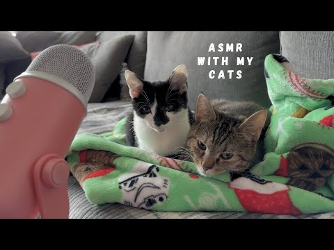 asmr with my cats 🐱