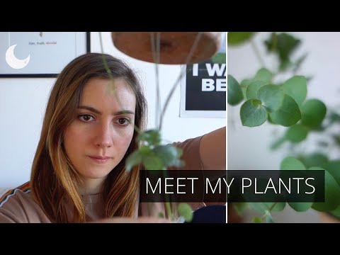ASMR Show and Tell - Meet My Plants 🌱