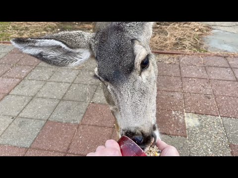 Deer eating out of my hand! Not exactly the sounds of everyday life!