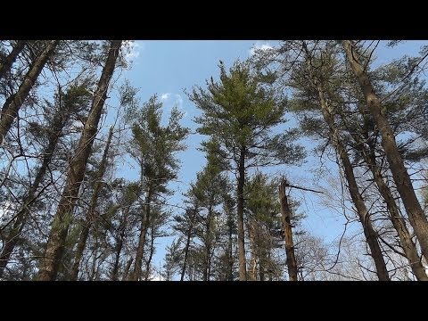 Hour long rambling winter walk in the Pennsylvania woodlands