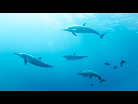 Guided Dolphin Meditation | Softly Speaking Visualization for Sleep, Relaxation, and Calmness
