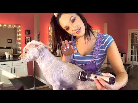 ASMR - Pet Grooming Roleplay 🐶, Washing, Haircutting, Trimming & Nail Filing