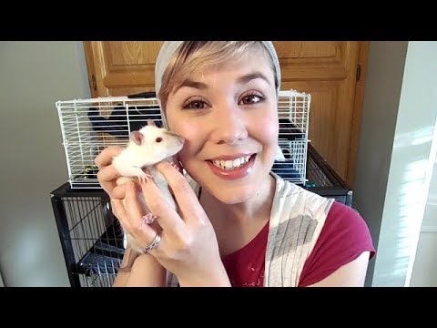 ASMR - I Have Pet Rats?? (Soft-spoken)