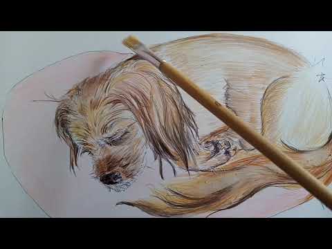 Tingly Asmr Tracing over A drawing of Honey
