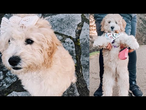 ASMR All About My Mini Goldendoodle